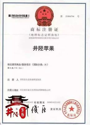 水果愛好者的福音!國家地理標志產品,“井陘蘋果”上市啦!